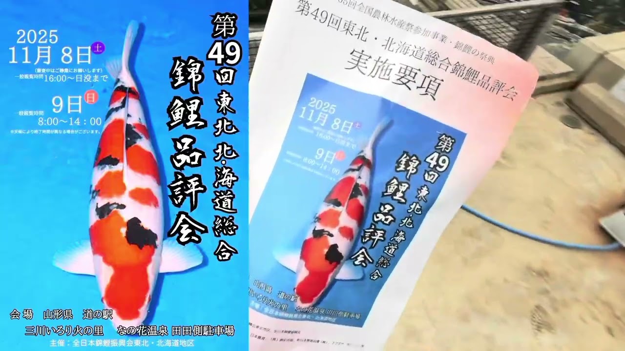 There is a Nishikigoi competition so I will enter it