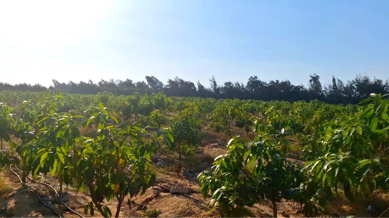 مزرعة نموذجية 5 فدان انتاج حيواني – موالح في طمبول طريق القاهرة اسكندرية الصحراوي