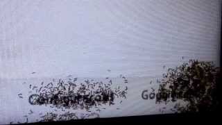 Alguém Sabe Como Solucionar Isso? Formiga Dentro Da Minha Smart Tv Samsung -