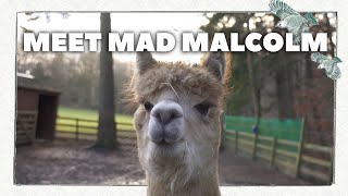 Dealing With Alpaca Behavioural Issues  | Meet Mad Malcom