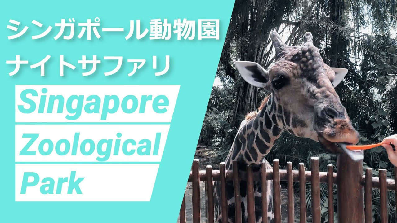 シンガポール発 年12月 シンガポール動物園とナイトサファリの 今 をお届け Youtube