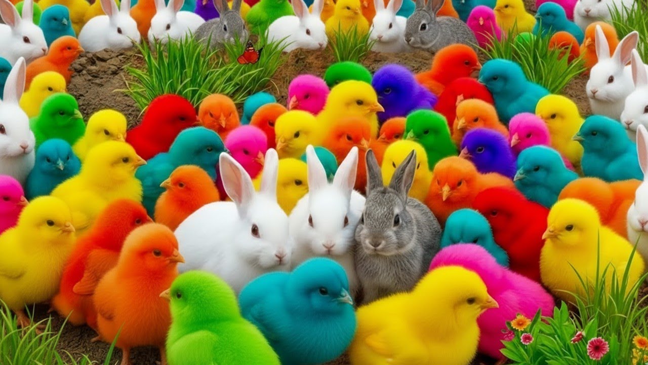 Main Tangkap Ayam Lucu & Ayam Rainbow 🐔