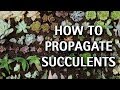 How to Propagate Succulents