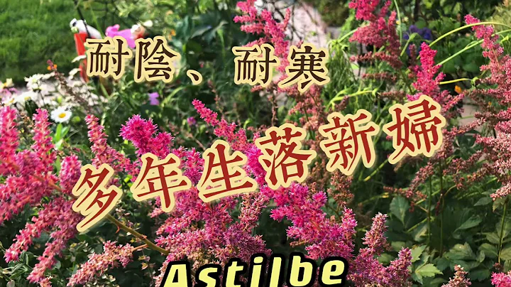 花卉分享——多年生、耐阴、耐寒的落新妇How to Grow and Care Astilbe - 天天要闻