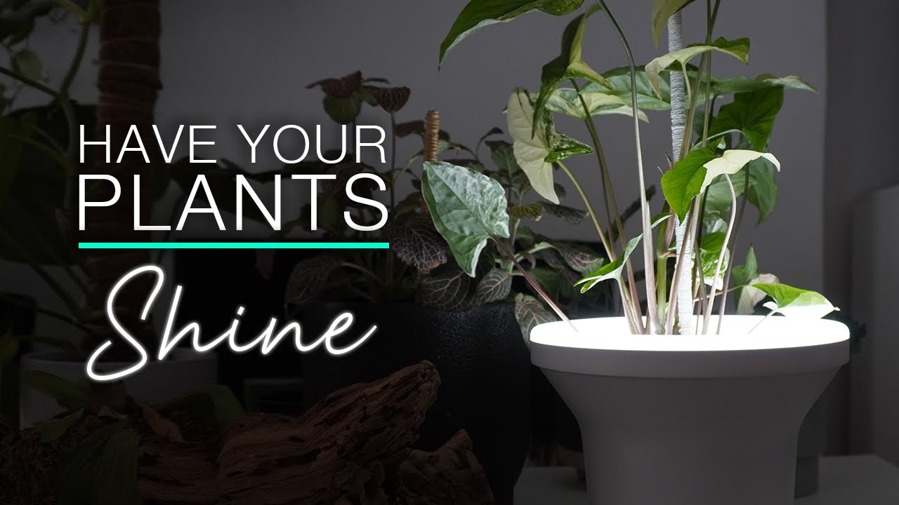 Check out my Ora Illuminated Planter from Umbra