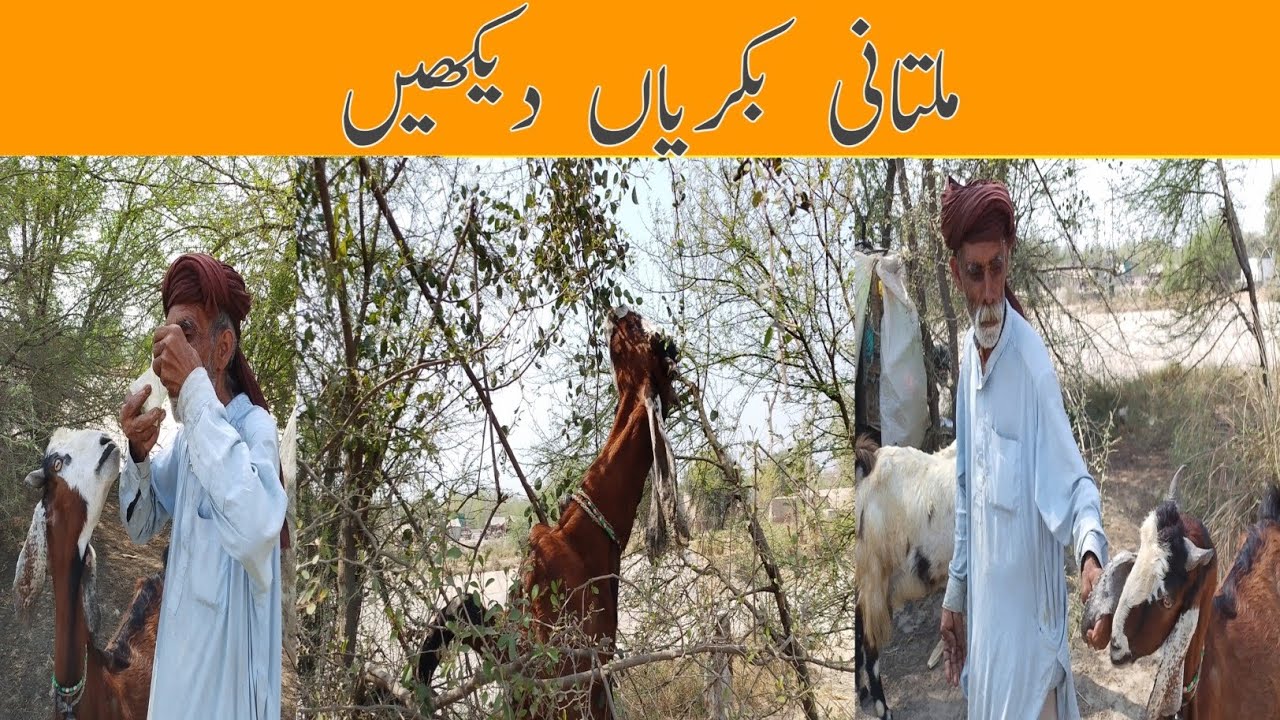 Multani bakriyan dekhen