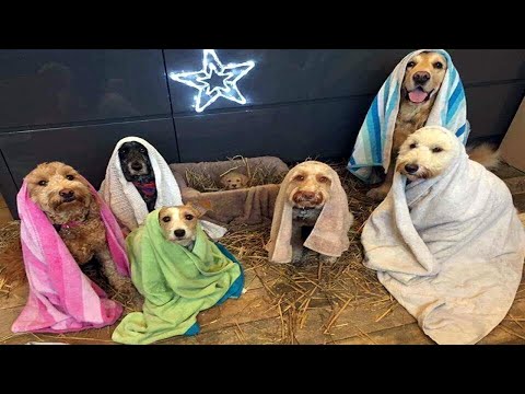 best-of---funny-christmas-memes-2018