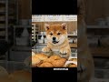 #豆柴 #柴犬 #メロンパン #カレーパン #パン