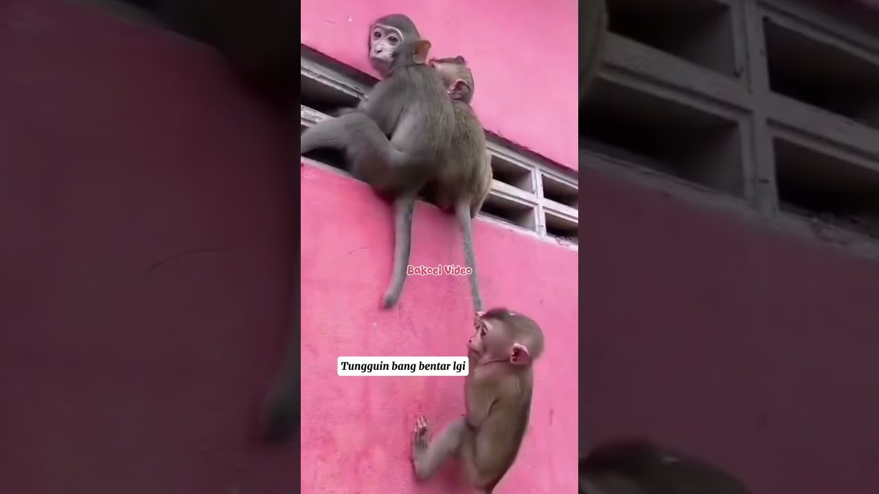 Lucu Banget! Monyet Panjat Tembok dengan Kerja Sama Aneh 🤣🐒 #shorts #funny #viral #fyp #trending
