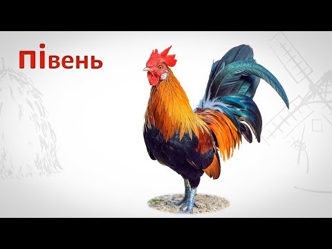 Свійські тварини. Читаємо по складах. Картинки тварин. Звуки тварин.