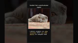 Scottish Fold: controlli articolari regolari #Shorts