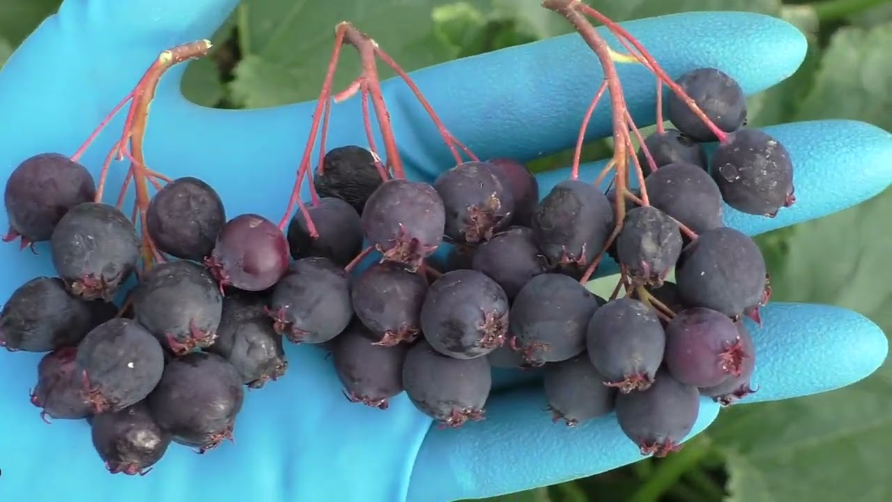 ирга сорт JB 30  и АЛЬТАГЛОУ