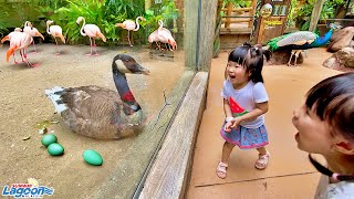 Main Sama Bebek, Flamingo dan Merak  Taman Burung Sunway Lagoon