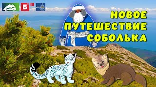 Новое путешествие соболька