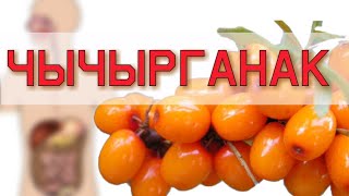 Чычырганактын пайдасы.Чычырганак жүрөккө пайдалуубу? пайдалуу кеңештер