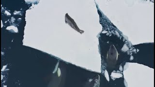 Orcas Vs Seals Witnessing The Power Of Killer Whale Attacks