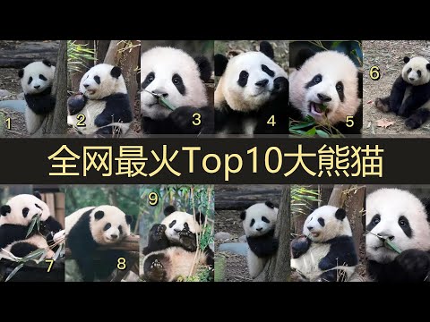 【熊猫】2023年顶流大熊猫Top10。“萌兰”“花花”火出圈，“丫丫”“美香”快回家。||皮皮虾说