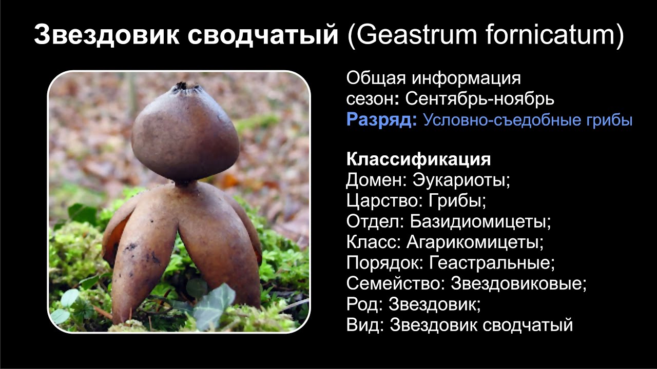Звездовик сводчатый (Geastrum fornicatum)