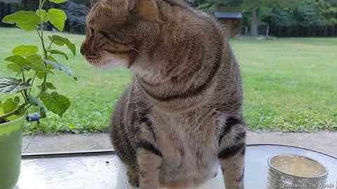 How to collect and save Catnip Seeds