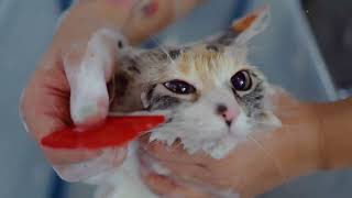Adorable Cat Kims Relaxing Bath