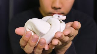 ベタ慣れの白蛇が可愛過ぎる Youtube