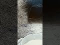 العيش الفلاحي وحلاوته