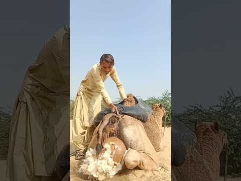 إناء فخاري وصاحبه يبرد جمله بوضع الإناء الفخاري بين ساقيه