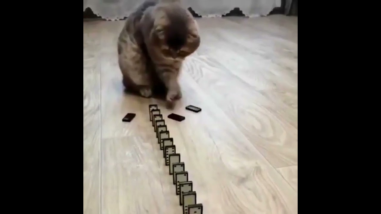 Domino Cat! Cute Cats!! Funny Cats 