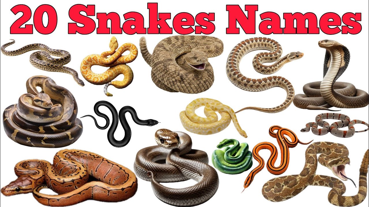 Learn 20 Snakes Names In English & Hindi With Fun Facts | Fun Learning For Children
