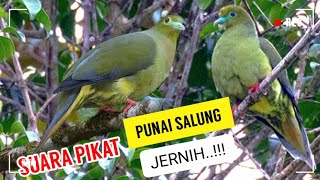 Suara Pikat Burung Punai Salung Jernih (Sumatran Green Pigeon)