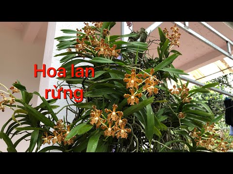 Phong Lan rừng/vẻ đẹp và mùi hương tuyệt vời của lan vanda rừng