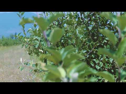 მეხილეობა