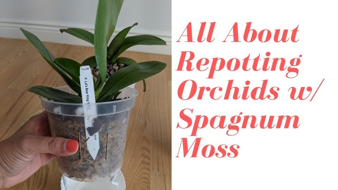 The “moss mount” for orchids: improving moisture and root growth