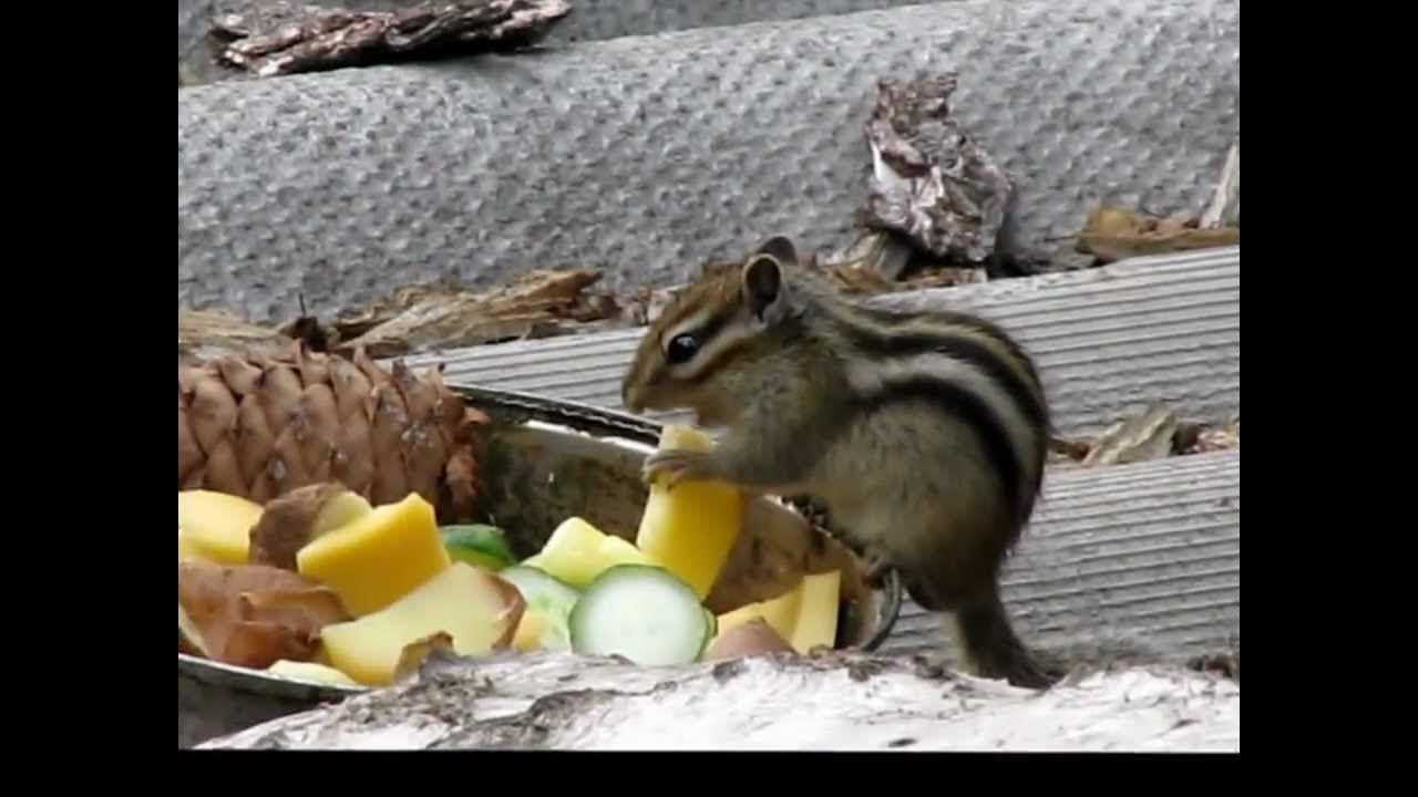 Как поймать бурундука в лесу живым. Домик для бурундука. Бурундук фото. Ручной бурундук. Борющийся бурундук.