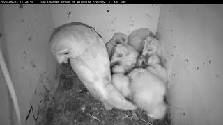 Mom Brings A Mouse And One Of The Nestlings Swallows It Fast 3.6.20