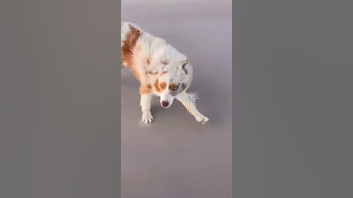 What's better than one Aussie? Two!