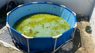 Limpieza De Alberca O Piscina De Plástico Eliminacion De Algas