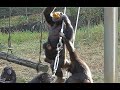 Baby Chimpanzee IBUKI 02 - Mom steal food and had a fight!