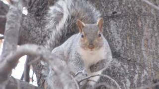 Squirrel Tail Hello - Animals Talk Back