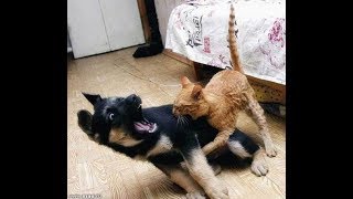 Афоризм от АЛЕКСАНДРА Кем лучше быть секс собакой или кошкой 2018 Who better to be a dog or cat Афоризм от АЛЕКСАНДРА Кем лучше быть секс собакой или кошкой 2018 Who better to be a dog or cat
