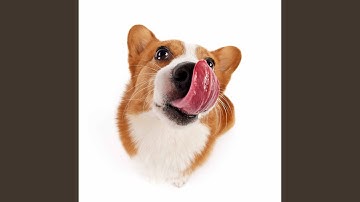 Pulsating Ambiance for Comfy Hound Dogs