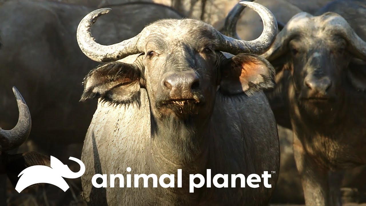 Um dos cinco grandes mamíferos da África: o búfalo | Wild Frank Perdido Na África upload image