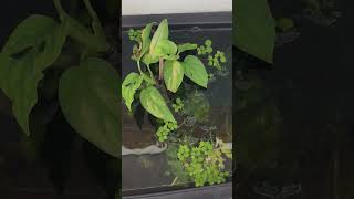 Download Lagu Kolam ikan Guppy di pot bunga - low tank aquascape MP3