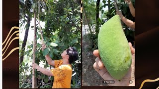 Organic Mango Fruit Picked at from my garden 🍏🍐 | #mangofruit #organicfarming #fruit #naturelover