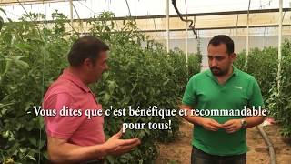 Terrabiotec - Témoignage De Mr Demir - Tomates