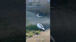 My Cottagecore Dreams Leiden, The Netherlands Should I Move There Forever?