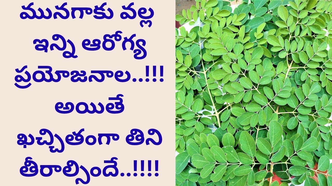 మునగాకు వల్ల ఇన్ని ఆరోగ్య ప్రయోజనాల..!! అయితే ఖచ్చితంగా తిని తీరాల్సిందే..!! // drumstick leaf tips