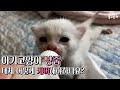 아기고양이 냥줍했을 때 이 영상을 보세요.