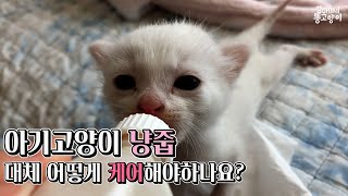 아기고양이 냥줍했을 때 이 영상을 보세요. by 김마미네 똥고양이Kim Mother's cats 8,855 views 1 year ago 8 minutes, 55 seconds