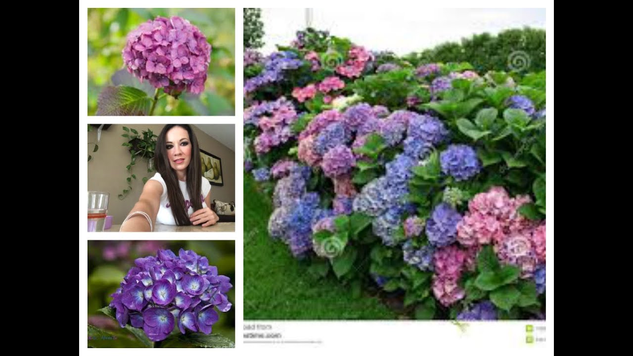 Flor Hortensia Y Sus Cuidados Youtube